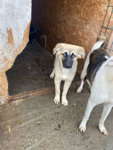 AURA, Hund, Mischlingshund in Rumänien - Bild 6