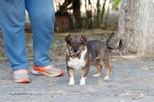 KLELIA, Hund, Mischlingshund in Griechenland - Bild 1