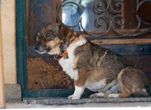 KLELIA, Hund, Mischlingshund in Griechenland - Bild 10