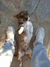 KLELIA, Hund, Mischlingshund in Griechenland - Bild 2