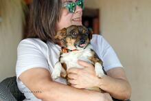 KLELIA, Hund, Mischlingshund in Griechenland - Bild 4
