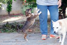 KLELIA, Hund, Mischlingshund in Griechenland - Bild 5
