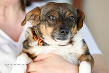 KLELIA, Hund, Mischlingshund in Griechenland - Bild 8