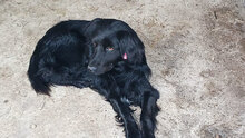 BRAN, Hund, Mischlingshund in Rumänien - Bild 1