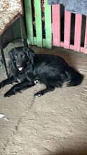 BRAN, Hund, Mischlingshund in Rumänien - Bild 2