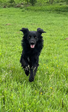BRAN, Hund, Mischlingshund in Rumänien - Bild 3