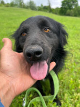 BRAN, Hund, Mischlingshund in Rumänien - Bild 4