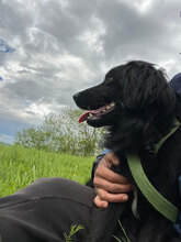 BRAN, Hund, Mischlingshund in Rumänien - Bild 6