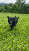 BRAN, Hund, Mischlingshund in Rumänien - Bild 8