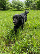 BRAN, Hund, Mischlingshund in Rumänien - Bild 9