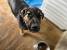 MILEY, Hund, Mischlingshund in Rumänien - Bild 10