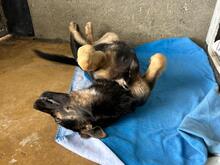 MILEY, Hund, Mischlingshund in Rumänien - Bild 12