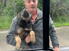 MILEY, Hund, Mischlingshund in Rumänien - Bild 13