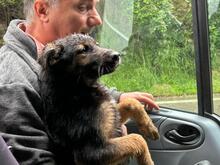 MILEY, Hund, Mischlingshund in Rumänien - Bild 14