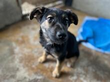 MILEY, Hund, Mischlingshund in Rumänien - Bild 2