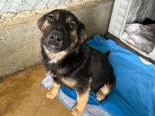 MILEY, Hund, Mischlingshund in Rumänien - Bild 4