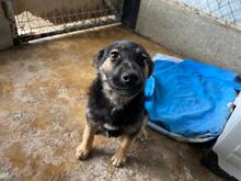 MILEY, Hund, Mischlingshund in Rumänien - Bild 9