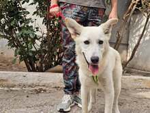 BOLT, Hund, weißer Schäferhundmischling in Griechenland - Bild 1