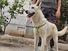 BOLT, Hund, weißer Schäferhundmischling in Griechenland - Bild 3