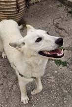 BOLT, Hund, weißer Schäferhundmischling in Griechenland - Bild 5