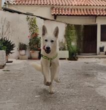 BOLT, Hund, weißer Schäferhundmischling in Griechenland - Bild 9