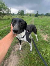 SAM, Hund, Mischlingshund in Rumänien - Bild 1