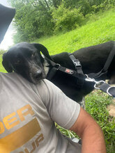 SAM, Hund, Mischlingshund in Rumänien - Bild 2