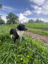SAM, Hund, Mischlingshund in Rumänien - Bild 4