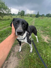 SAM, Hund, Mischlingshund in Rumänien - Bild 6