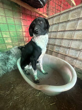 SAM, Hund, Mischlingshund in Rumänien - Bild 7