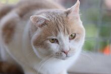 SAM, Katze, Europäisch Kurzhaar in Ungarn - Bild 2