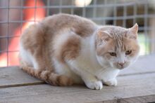 SAM, Katze, Europäisch Kurzhaar in Ungarn - Bild 3