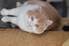 SAM, Katze, Europäisch Kurzhaar in Ungarn - Bild 4