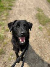 PADDY, Hund, Mischlingshund in Wietze - Bild 1