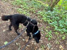 PADDY, Hund, Mischlingshund in Wietze - Bild 10