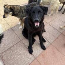 PADDY, Hund, Mischlingshund in Wietze - Bild 11