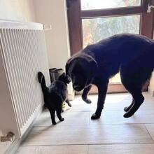 PADDY, Hund, Mischlingshund in Wietze - Bild 12