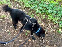 PADDY, Hund, Mischlingshund in Wietze - Bild 2