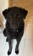 PADDY, Hund, Mischlingshund in Wietze - Bild 3