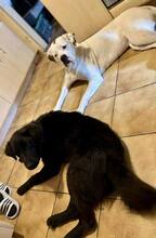 PADDY, Hund, Mischlingshund in Wietze - Bild 4