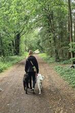 PADDY, Hund, Mischlingshund in Wietze - Bild 5