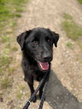 PADDY, Hund, Mischlingshund in Wietze - Bild 6