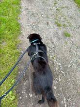 PADDY, Hund, Mischlingshund in Wietze - Bild 7