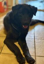 PADDY, Hund, Mischlingshund in Wietze - Bild 8