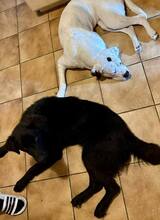 PADDY, Hund, Mischlingshund in Wietze - Bild 9