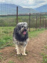HELENE, Hund, Herdenschutzhund in Rumänien - Bild 2