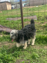 HELENE, Hund, Herdenschutzhund in Rumänien - Bild 4
