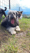 HELENE, Hund, Herdenschutzhund in Rumänien - Bild 5