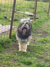 HELENE, Hund, Herdenschutzhund in Rumänien - Bild 6