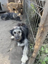 HELENE, Hund, Herdenschutzhund in Rumänien - Bild 8
